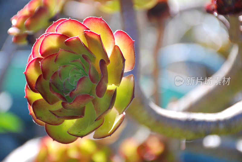 Aeonium Arboretum或Tree Houseleek肉质